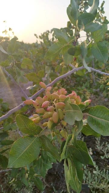 Agricultural products